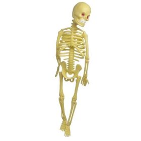 Elif 22 cm Plastik İskelet Modeli