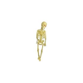 Elif 22 cm Plastik İskelet Modeli