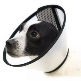 Elizabeth 42 cm Elizabeth Kedi Köpek Yakalık