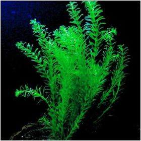 Elodea Species 5 Kök Canlı Bitki