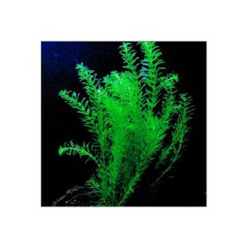 Elodea Species 5 Kök Canlı Bitki