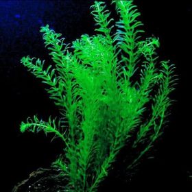 Elodea Species 5 Kök Canlı Bitki