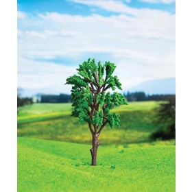 Eshel 10 cm 1 Adet Okaliptüs Ağacı
