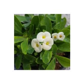 Euphorbia Milii - Beyaz Çiçekli Dikenler Tacı