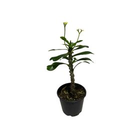 Euphorbia Milii - Beyaz Çiçekli Dikenler Tacı