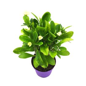 Euphorbia Milii - Beyaz Çiçekli Dikenler Tacı