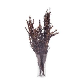 Euro Flora 70 cm Kuru Bitki Buxus