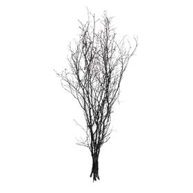 Euro Flora Gürgen Dalı 60-80 cm Siyah Kuru Bitki