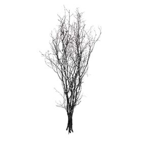 Euro Flora Gürgen Dalı 60-80 cm Siyah Kuru Bitki