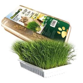 Eurocat Cat Grass Sindirim ve Tüy Yumağı Destekleyen Kedi Çimi