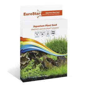 Eurostar Eleocharis Parvula Bitki Tohumu