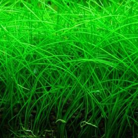 Eurostar Eleocharis Parvula Bitki Tohumu