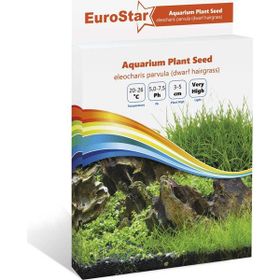Eurostar Eleocharis Parvula Bitki Tohumu