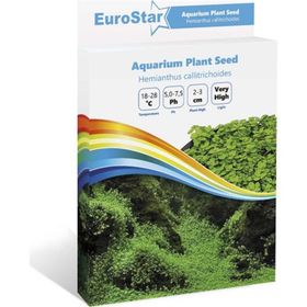 Eurostar Hemianthus Callitrichoides Bitki Tohumu