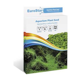 Eurostar Hemianthus Callitrichoides Bitki Tohumu