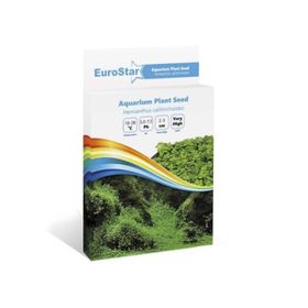 Eurostar Hemianthus Callitrichoides Bitki Tohumu