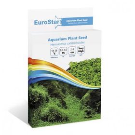 Eurostar Hemianthus Callitrichoides Bitki Tohumu