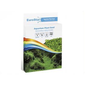 Eurostar Hemianthus Callitrichoides Bitki Tohumu