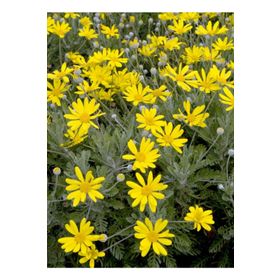 Euryops Pectinatus Sarı Çalı Papatyası