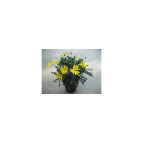 Euryops Pectinatus Sarı Çalı Papatyası