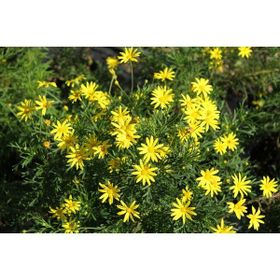 Euryops Pectinatus Sarı Çalı Papatyası