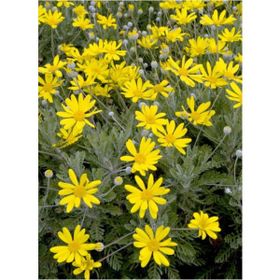 Euryops Pectinatus Sarı Çalı Papatyası