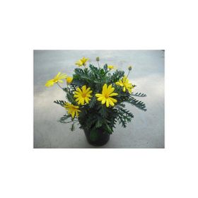 Euryops Pectinatus Sarı Çalı Papatyası