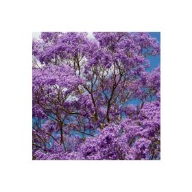 Evve Bahce 5 Adet Jacaranda (Jakaranda) Ağacı Tohumu