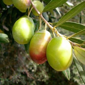Evve Bahçe Tüplü Domat Zeytin Fidanı