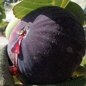 Evve Bahçe Tüplü İri Meyveli Dürdane Bursa Siyahı İncir Fidanı