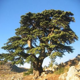 Evve Bahçe Tüplü Katran Ağacı Fidanı
