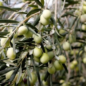 Evve Bahçe Tüplü Manzalina Zeytin Fidanı