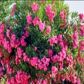 Evve Bahçe Tüplü Pembe Katmerli Çiçekli Zakkum Fidanı
