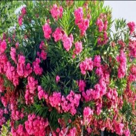 Evve Bahçe Tüplü Pembe Katmerli Çiçekli Zakkum Fidanı