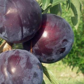 Evve Bahçe Tüplü Tracy Sun Japon Erik Fidanı