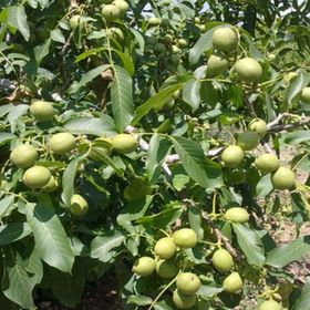 Evve Bahçe Tüplü Yüksek Verimlli Fernor Salkım Ceviz Fidanı