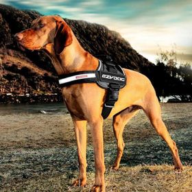 Ezydog Convert Harness CV Gold X-Small Mavi Köpek İçin Sırt Çantası