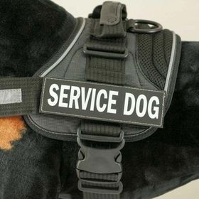 EzyDog Patch Yan Etiketleri Champıon Köpek Göğüs Tasması