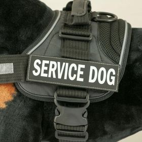 EzyDog Patch Yan Etiketleri Diva Köpek Göğüs Tasması