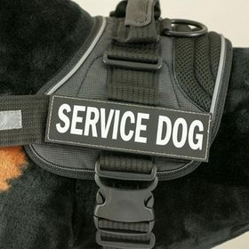 EzyDog Patch Yan Etiketleri Hot Dog Köpek Göğüs Tasması