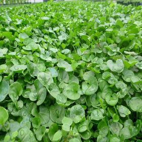 Fare Kulağı - Dichondra Repens 250 gr Çim Tohumu