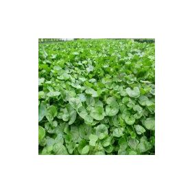 Fare Kulağı - Dichondra Repens 250 gr Çim Tohumu
