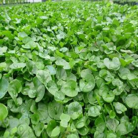 Fare Kulağı - Dichondra Repens 250 gr Çim Tohumu