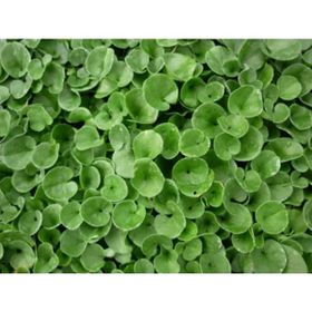 Fare Kulağı - Dichondra Repens 250 gr Çim Tohumu