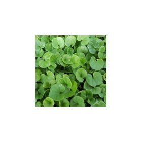 Fare Kulağı - Dichondra Repens 250 gr Çim Tohumu