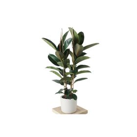 Ficus Elastica Kauçuk Salon Bitkisi