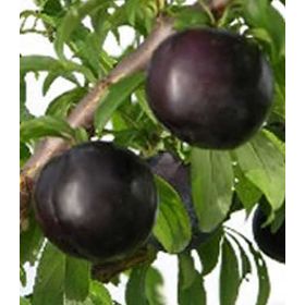 Fidan Black Amber Erik Fidanı
