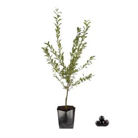 Fidan Black Amber Erik Fidanı