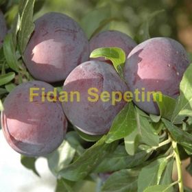Fidan Black Amber Erik Fidanı