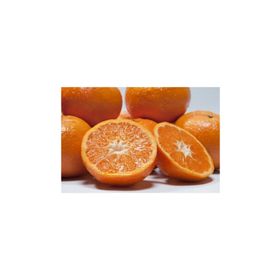 Fidan Primasol Mandalina Fidanı